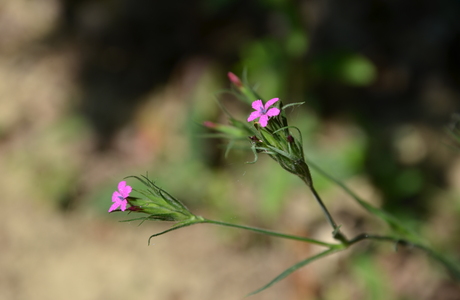 Rauhe Nelke (Dianthus armeria) - © Bernard Wieser Rauhe Nelke (Dianthus armeria) - © Bernard Wieser